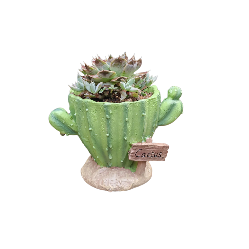 Pot Cute mini