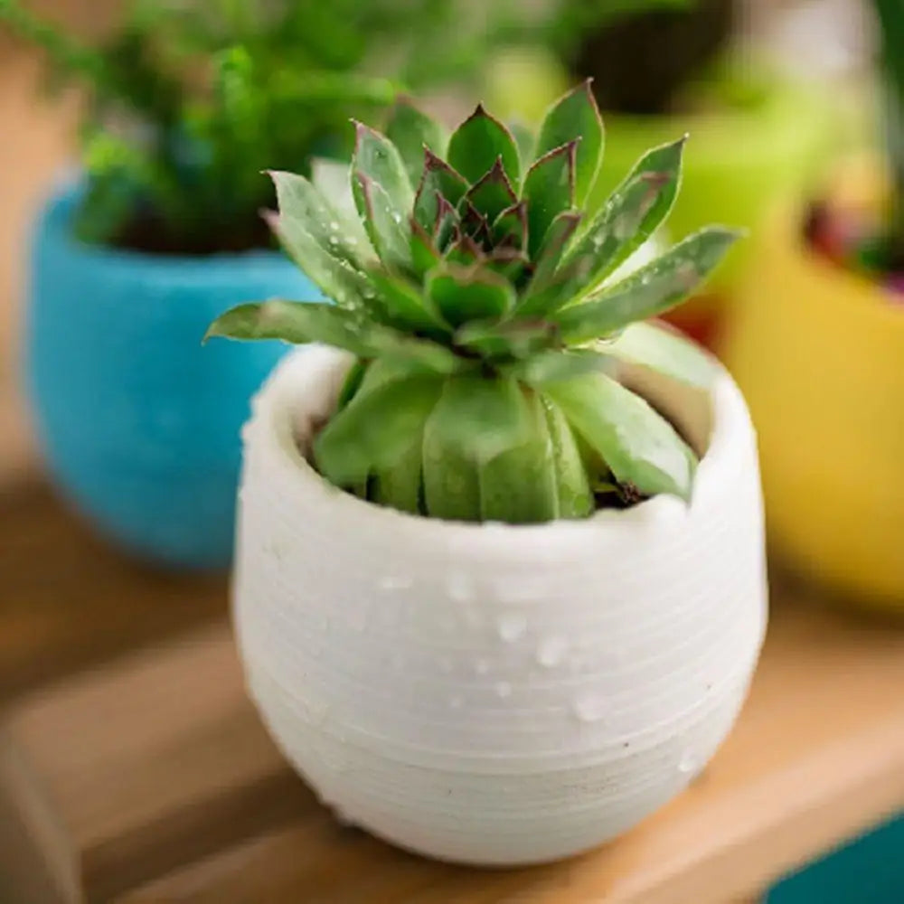 2 Layer Drain Hole Succulent Pot Mini Flower