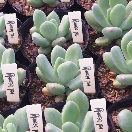100pcs Garden Plant Labels