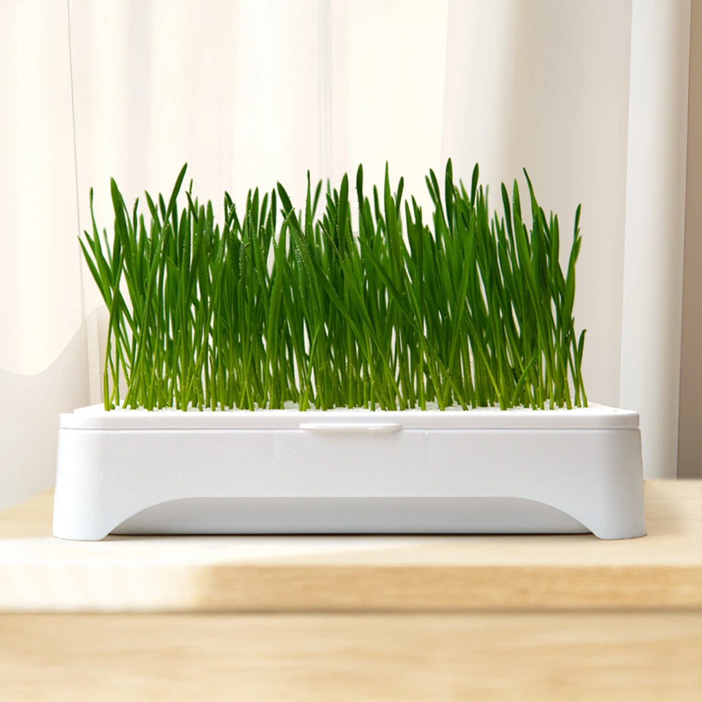 Pet Cat Grass Planting