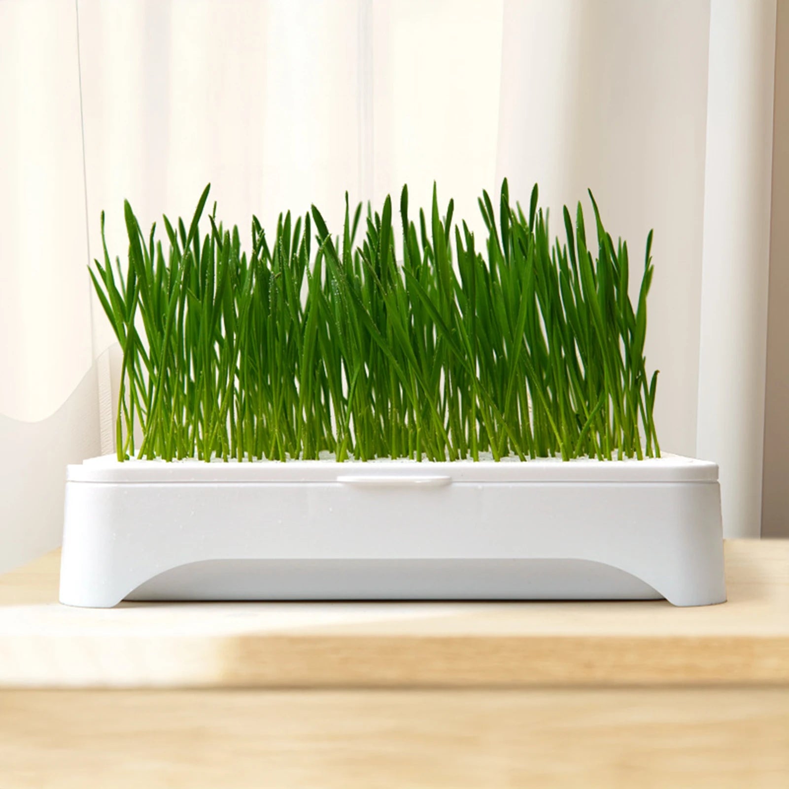 Pet Cat Grass Planting