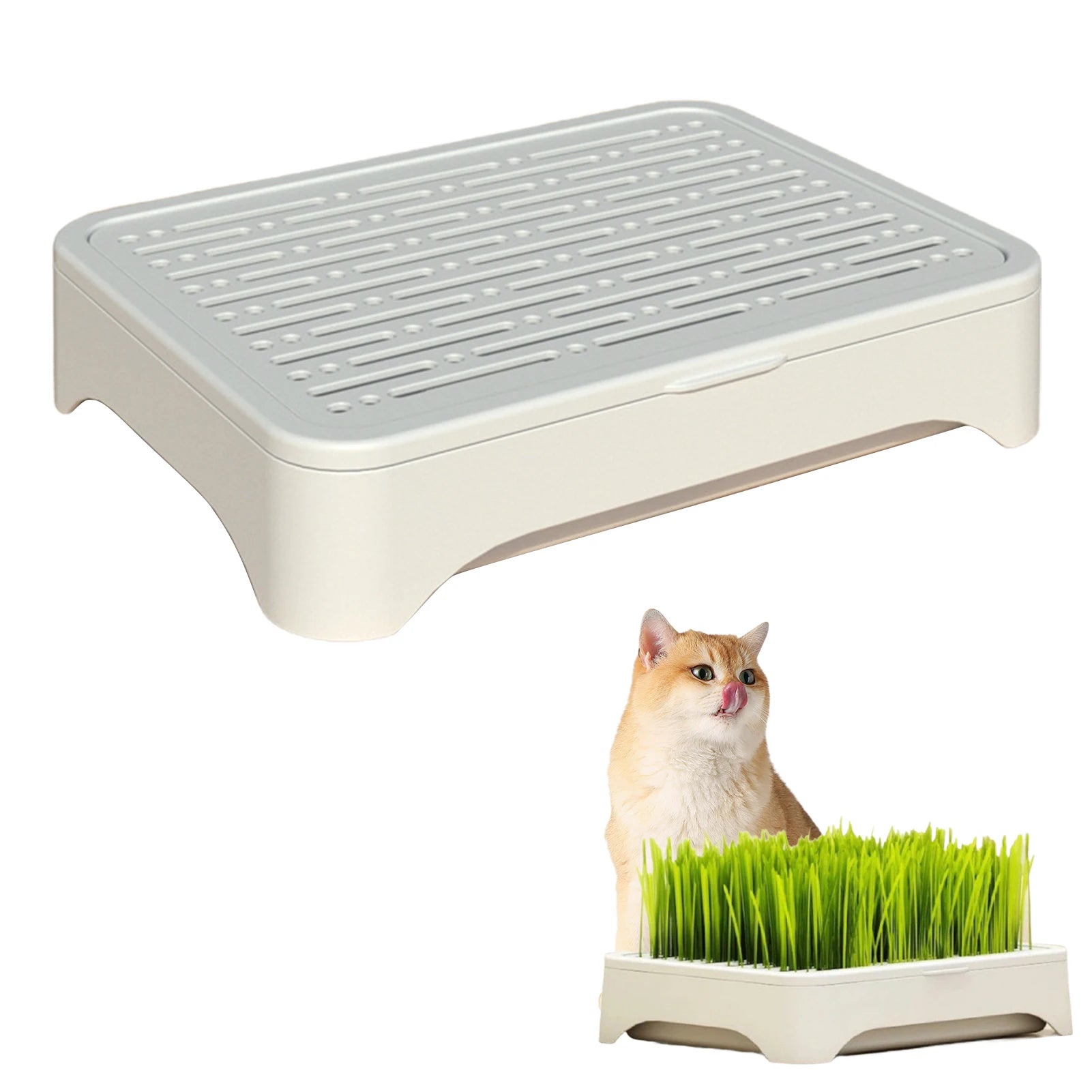 Pet Cat Grass Planting