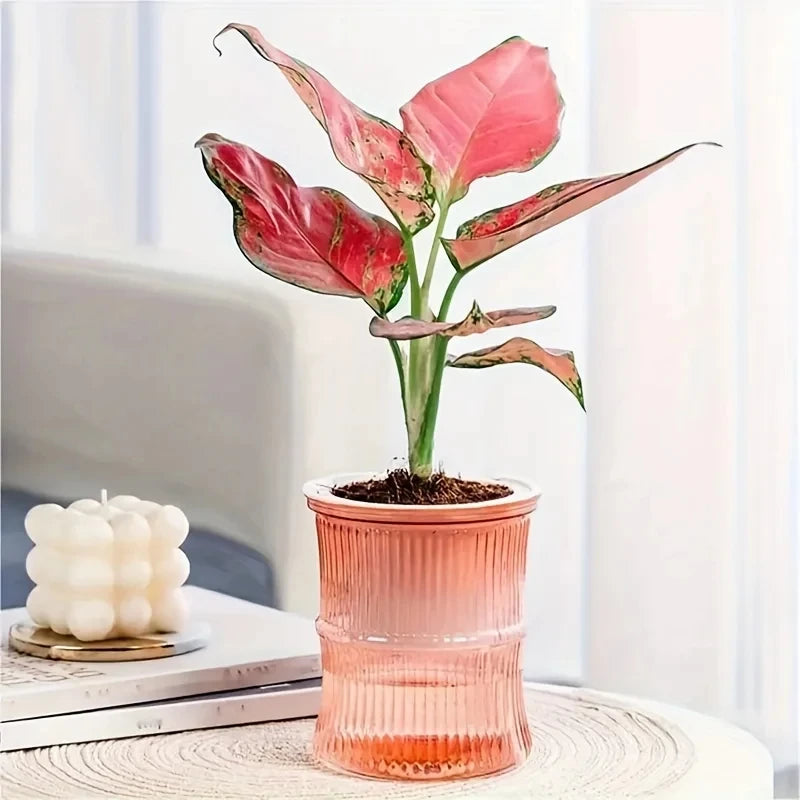 Lazy Hydroponic Flower Pot Automatic Water-Absorbing