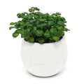 2 Layer Drain Hole Succulent Pot Mini Flower