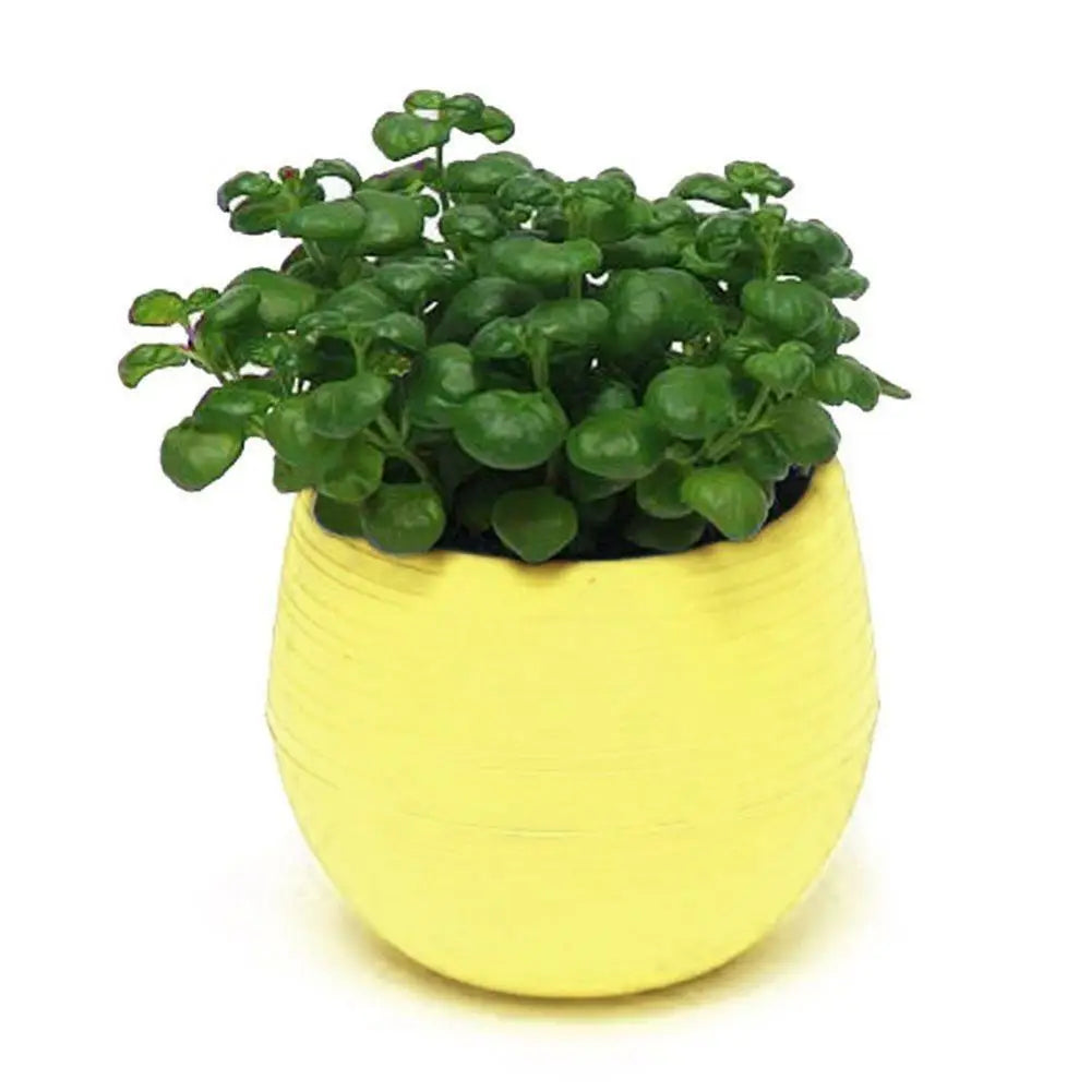 2 Layer Drain Hole Succulent Pot Mini Flower