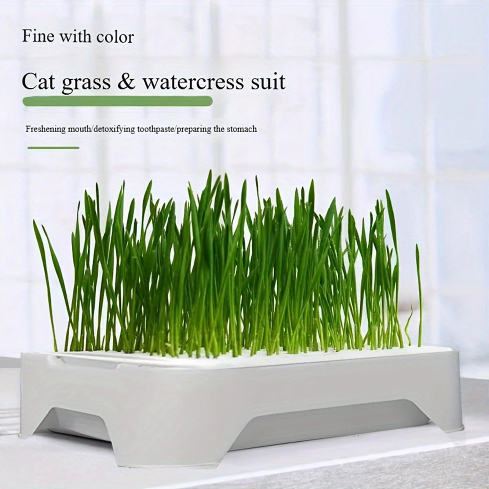 Pet Cat Grass Planting