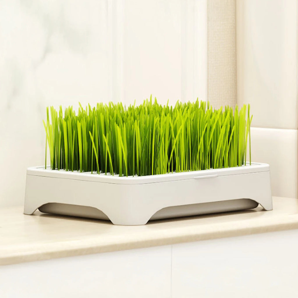 Pet Cat Grass Planting