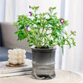 Lazy Hydroponic Flower Pot Automatic Water-Absorbing